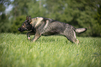 running GDR Shepherd