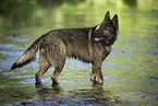 bathing GDR Shepherd