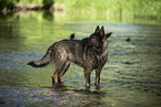 bathing GDR Shepherd