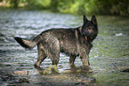 bathing GDR Shepherd