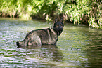 bathing GDR Shepherd