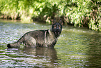 bathing GDR Shepherd