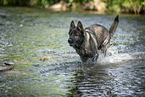 German Shepherd Dog