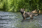 bathing GDR Shepherd