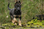 running German Shepherd Dog Puppy