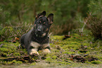 lying German Shepherd Dog Puppy