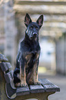 sitting German Shepherd Dog Puppy