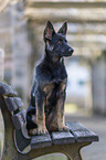 sitting German Shepherd Dog Puppy