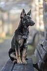 sitting German Shepherd Dog Puppy