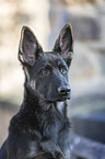 German Shepherd Dog Puppy portrait