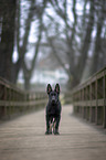 standing German Shepherd Dog Puppy