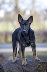 standing German Shepherd Dog Puppy