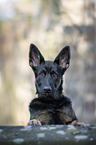 German Shepherd Dog Puppy