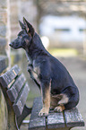 sitting German Shepherd Dog Puppy