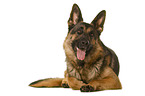 German Shepherd Dog in front of white background