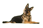 German Shepherd Dog in front of white background