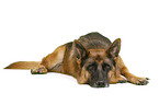 German Shepherd Dog in front of white background