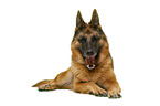 German Shepherd Dog in front of white background