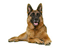 German Shepherd Dog in front of white background