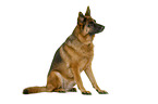 German Shepherd Dog in front of white background