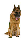 German Shepherd Dog in front of white background