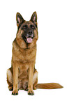 German Shepherd Dog in front of white background