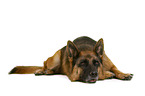 German Shepherd Dog in front of white background