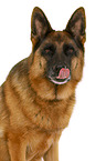 German Shepherd Dog in front of white background