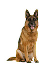 German Shepherd Dog in front of white background