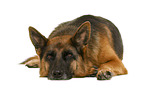 German Shepherd Dog in front of white background