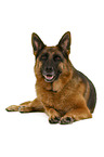 German Shepherd Dog in front of white background