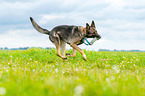 retrieving German Shepherd