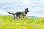 running German Shepherd