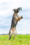 retrieving German Shepherd