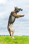 retrieving German Shepherd