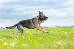 retrieving German Shepherd