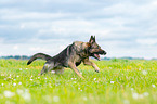 running German Shepherd