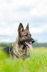 lying German Shepherd