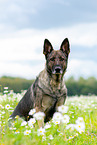 sitting German Shepherd
