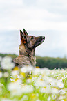 German Shepherd Portrait