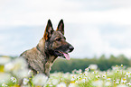German Shepherd Portrait