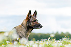 German Shepherd Portrait
