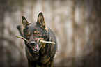 GDR Shepherd portrait