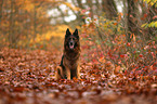 sitting German Shepherd