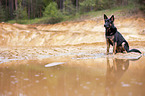 sitting German Shepherd