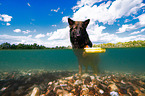 German Shepherd Dog in the water