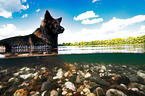 German Shepherd Dog in the water