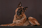 lying German Shepherd