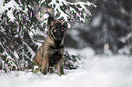 young German Shepherd in the snow