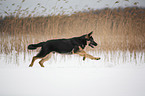 running German Shepherd